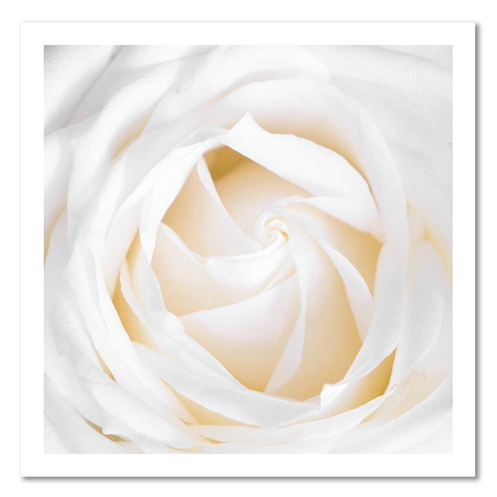 Paveikslas ant drobės, Subtili balta rožė